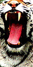 TireShark brand Traffic Spikes by TrafficSpikesUSA.com / Monsoon Mfg. LLC. One-way access control systems for road traffic, retractable tire poppers, Tiger Teeth, Cobra, Enforcer motorized spike strips for in-ground & surface installation, directional treadle systems for in-bound and out-bound pneumatic tires. Discount: apartment complex, shopping center, mall, airport, military base, factory and business to protect parking lot, employee, security, public access, commercial property. Contractors welcome.